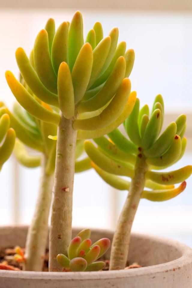 八千代 拉丁名: Sedum corynephyllum 叶圆柱形，灰绿色被白粉，在生长季节或在强烈的阳光下，叶先端呈红色。八千代和乙女心的区别方式：八千代平时颜色翠绿，乙女心颜色泛蓝；八千代叶子是基部粗顶端细，跟乙女心相反 。八千代的茎比较光滑，叶子脱落后没有明显的痕迹，是半木质化的，乙女心很难那样。