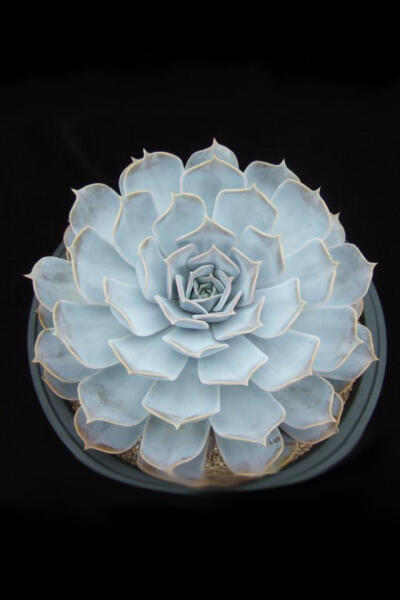 丽娜莲 拉丁名: Echeveria lilacina 丽娜莲白色的叶片边缘呈现美丽的粉色，并呈现明显的波折状，妖娆的姿态像是拟石莲花属中的女王，非常引人注目。养护起来很容易，天气凉爽的秋冬季节，叶片的粉色会更加明显。春秋…