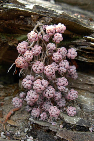 姬星美人 拉丁名: Sedum dasyphyllum 景天科景天属小型植物。 姬星美人为多年生肉质植物，株高5-10厘米，茎多分枝，叶膨大互生，倒卵圆形，长2厘米，绿色，叶片肉质，深绿色，似翡翠深绿色肉质叶片在阳光照射下非常鲜艳美丽。春季开花，花淡粉白色。