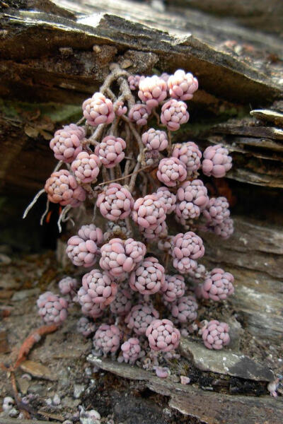 姬星美人 拉丁名: Sedum dasyphyllum 景天科景天属小型植物。 姬星美人为多年生肉质植物，株高5-10厘米，茎多分枝，叶膨大互生，倒卵圆形，长2厘米，绿色，叶片肉质，深绿色，似翡翠深绿色肉质叶片在阳光照射下非常…