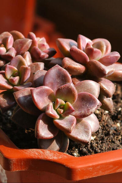 姬胧月 拉丁名: Graptopetalum.paraguayense 【胧月】X【珊瑚珠】的杂交 景天科风车草属，有着特殊颜色的蜡质叶片，在阳光充足的条件下，呈现迷人的深红色。光线不足的话，颜色会变得黯淡，茎也会伸长。喜欢较干燥的…