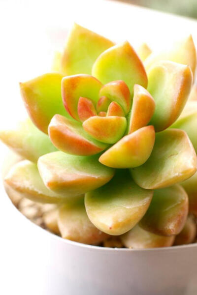 黄丽 拉丁名: Sedum Adolphii 茎干四散延伸， 叶片呈蜡质金黄色， 边缘粉红色有光泽， 开星型白色花。