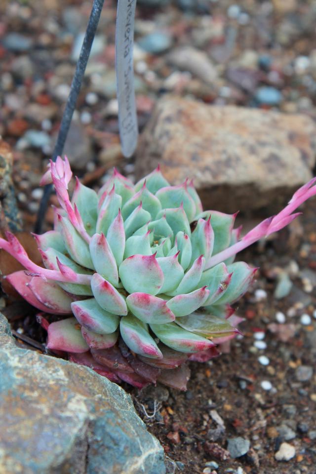 吉娃娃 拉丁名: Echeveria chihuahuaensis 吉娃娃是比较常见的石莲花，在一般花市都能见到。 并不是因为叫“吉娃娃”就应该长的很小巧，石莲花吉娃娃拉丁名里的Chihuahua,也没有小巧精致的意思，古拉丁文里头是-ensis，它接在地名后面，意思是“属于某地，由某地肇始”。吉娃莲应为吉娃娃的别名，而非花月夜，因一些商家把吉娃娃和花月夜搞混后，将花月夜称呼为吉娃娃、吉娃莲。久而久之，吉娃莲被误以为花月夜的别名。