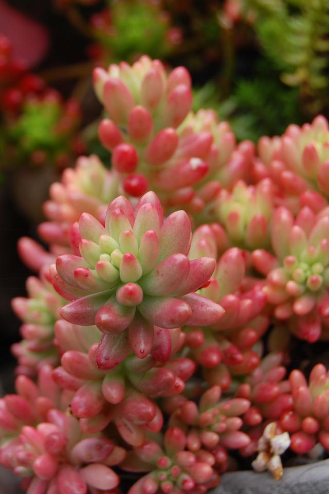 虹之玉 拉丁名: Sedum rubrotinctum 别名耳坠草。英文俗称Pork and Beans，性喜温暖，能耐零下5度的短暂低温。喜光照，有较强的耐旱性。适应性非常强，对土壤要求不严。光照增强，肉质叶片逐渐会变为红色。下面是风筝的红红的样子。