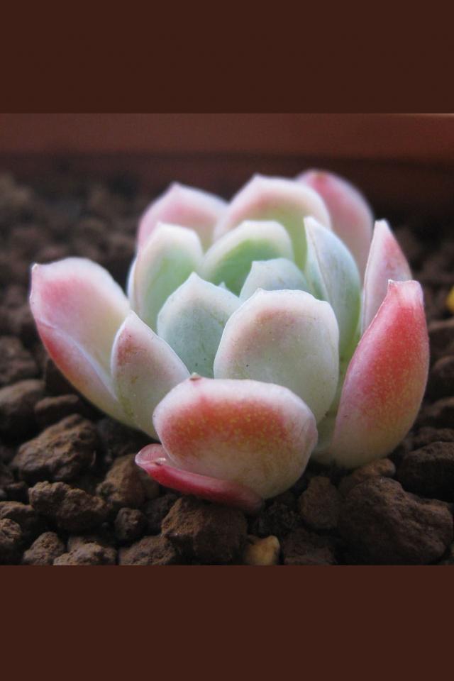 冰莓 拉丁名: Echeveria Rasberry ice 非常美的一种多肉植物，秋天的时候会变成桃红色，叶边有透明感，非常娇嫩可人，据说日晒下叶片会有果香味。