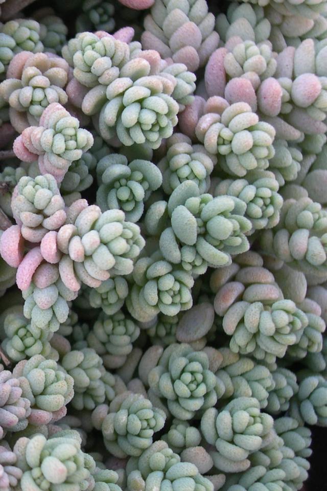 大姬星美人 拉丁名: Sedum dasyphyllum 'Opaline'