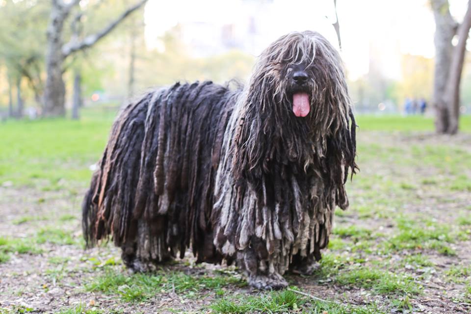 BREAKING NATURE NEWS: Due to above-average precipitation this spring, the carnivorous Hudson Valley Swamp Yeti has been flushed from its traditional habitat, and has been spotted as far south as Central Park.