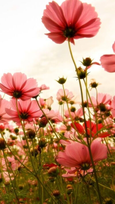 ＜ iPhone壁纸--Phone5壁纸--电脑壁纸- 头像-插画--文字- -动漫- 平铺 --萌物-- 卡通--人物 ＞→ Yes_GirL