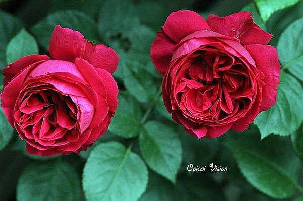 红色龙沙宝石、红色伊甸园（Red Eden Rose）， 100至110花瓣。平均直径3“。大花，四季盛开。攀藤。高度12'至15'（365 455厘米）。宽度8'（245厘米）。耐热
