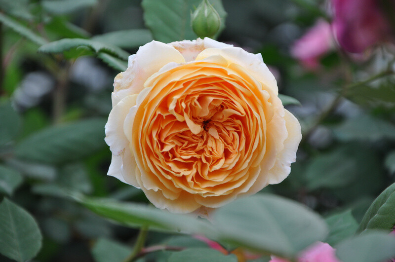 玛格丽特王妃 Crown Princess Margareta 平均直径10厘米。中等至大型，（41 +花瓣）。多季节重复开花。高度120至185厘米，宽度120厘米。用于攀缘，切花，花园，支柱或灌木。