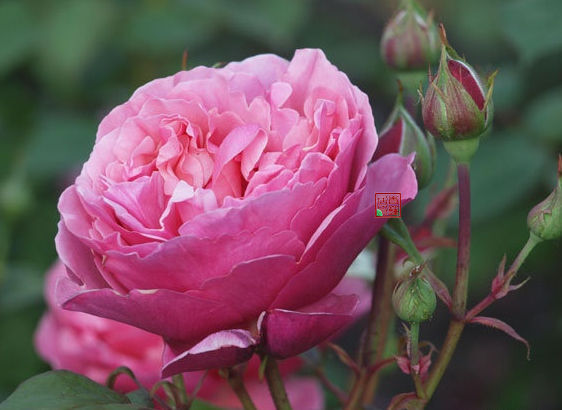 英格鲁（Inclu），大花，碗状古典月季花型。花苞直径8厘米，花瓣数50-55，高度80-150厘米。浓郁的柑橘香气，开花季节花苞不断。