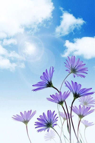 心若向阳，不畏悲伤