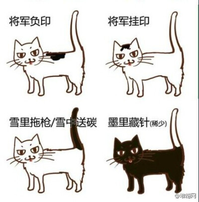 中国传统猫咪雅称，取名无能星人们，快来给自己喵大人取个高大上的名字。（来自：@黑留袖 ）