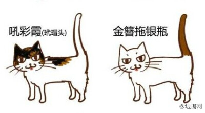 中国传统猫咪雅称，取名无能星人们，快来给自己喵大人取个高大上的名字。（来自：@黑留袖 ）