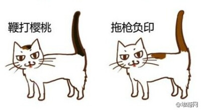 中国传统猫咪雅称，取名无能星人们，快来给自己喵大人取个高大上的名字。（来自：@黑留袖 ）