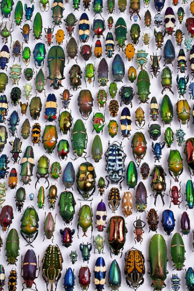 &amp;quot;beetle collection&amp;quot; in the Karlsruhe museum of natural history