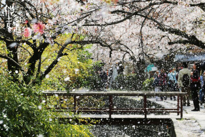 樱花雪