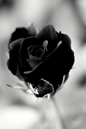 黑色的玫瑰是全世界玫瑰中最稀有的，Black Rosevil，是这稀有之中的极罕见品种，据说每一株被培育出来，都会被记录在案。它的花语是：你是恶魔，且为我所有。