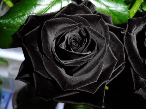 黑色的玫瑰是全世界玫瑰中最稀有的，Black Rosevil，是这稀有之中的极罕见品种，据说每一株被培育出来，都会被记录在案。它的花语是：你是恶魔，且为我所有。