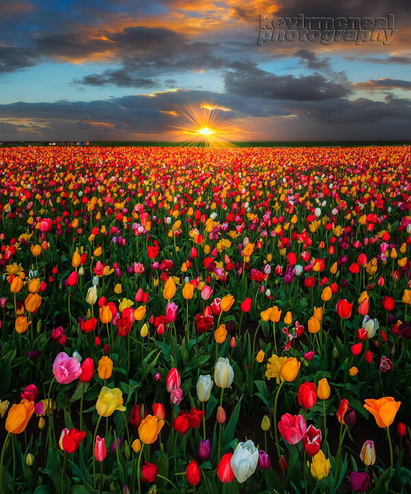 Photograph Spring At The Wooden Shoe Tulip Farm by Kevin McNeal on 500px