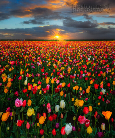 Photograph Spring At The Wooden Shoe Tulip Farm by Kevin McNeal on 500px