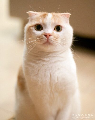 一只来自日本的猫咪pokke