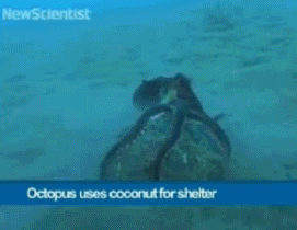 新科学家网站报道：http://t.cn/zjC9CCV 章鱼会随身携带椰子壳作为掩体和防具来使用（而且搬运方式还非常喜感），更有章鱼学会了用两半的椰子壳构成“完美防御”。 科学家们表示，这是第一次发现无脊椎动物使用工具。