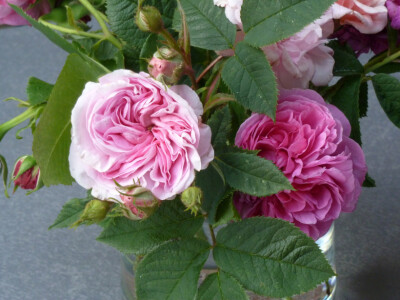 Gallica rose Empress Josephine on the left, Bourbon rose Louise Odier on the right.