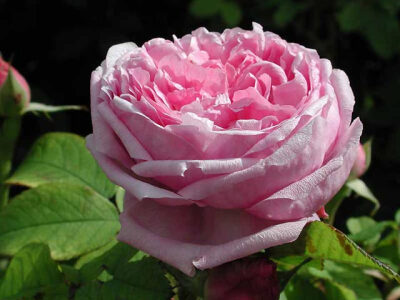 Rose &amp;quot;Mme Boll&amp;quot; (Portland. Boyau, Robert and Moreau. 1859.) Classic rose pink blooms with an intense classic rose perfume scent.