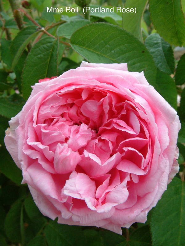 Rose &amp;quot;Mme Boll&amp;quot; (Portland. Boyau, Robert and Moreau. 1859.) Classic rose pink blooms with an intense classic rose perfume scent.