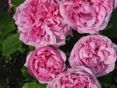 Rose &amp;quot;Mme Boll&amp;quot; (Portland. Boyau, Robert and Moreau. 1859.) Classic rose pink blooms with an intense classic rose perfume scent.