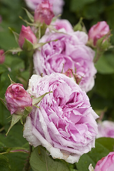 Rose &amp;quot;Mme Boll&amp;quot; (Portland. Boyau, Robert and Moreau. 1859.) Classic rose pink blooms with an intense classic rose perfume scent.