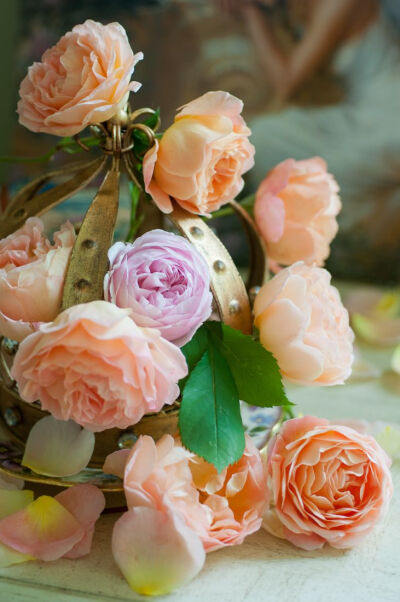 David Austin roses