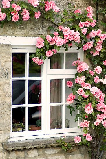 Climbing roses. Many climbing roses only bloom for 2-3 weeks. Anyone know of a long bloomer?