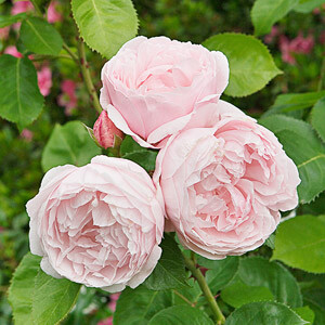 English rose ~ flowers densely filled with petals ~ most possess a strong fragrance ~ good choice for cutting gardens ~ intensely perfumed flowers make sumptuous bouquets