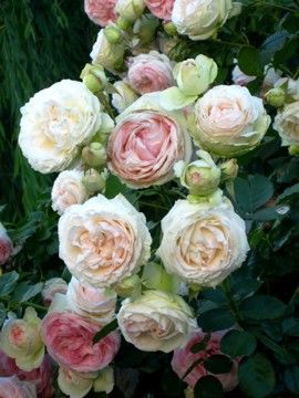 Eden rose- also known as the pierre de ronsard---old french rose. // Great Gardens &amp;amp; Ideas // The most famous french rose and probably the most gorgeous!