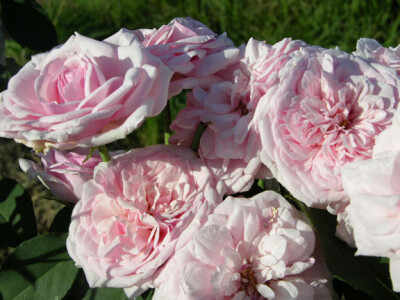 One of my favorite Bourbon roses is Mme. Souvenir de la Petite Malmaison. This shrub is my definition of what a rose should be.