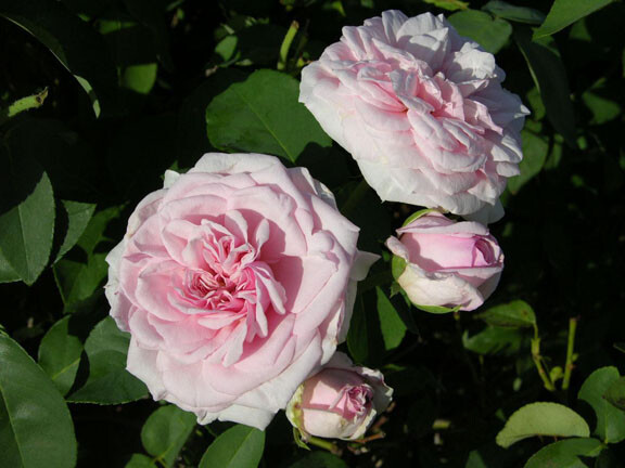 One of my favorite Bourbon roses is Mme. Souvenir de la Petite Malmaison. This shrub is my definition of what a rose should be.