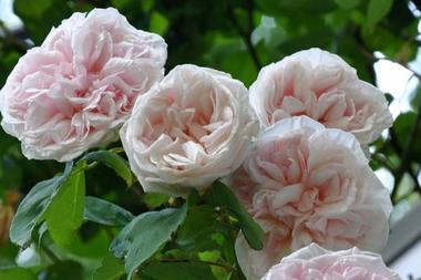 One of my favorite Bourbon roses is Mme. Souvenir de la Petite Malmaison. This shrub is my definition of what a rose should be.