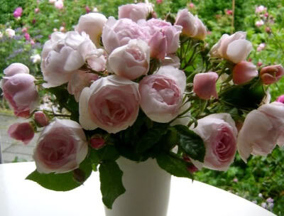 Heritage roses