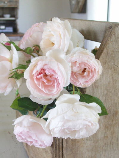 Heritage roses