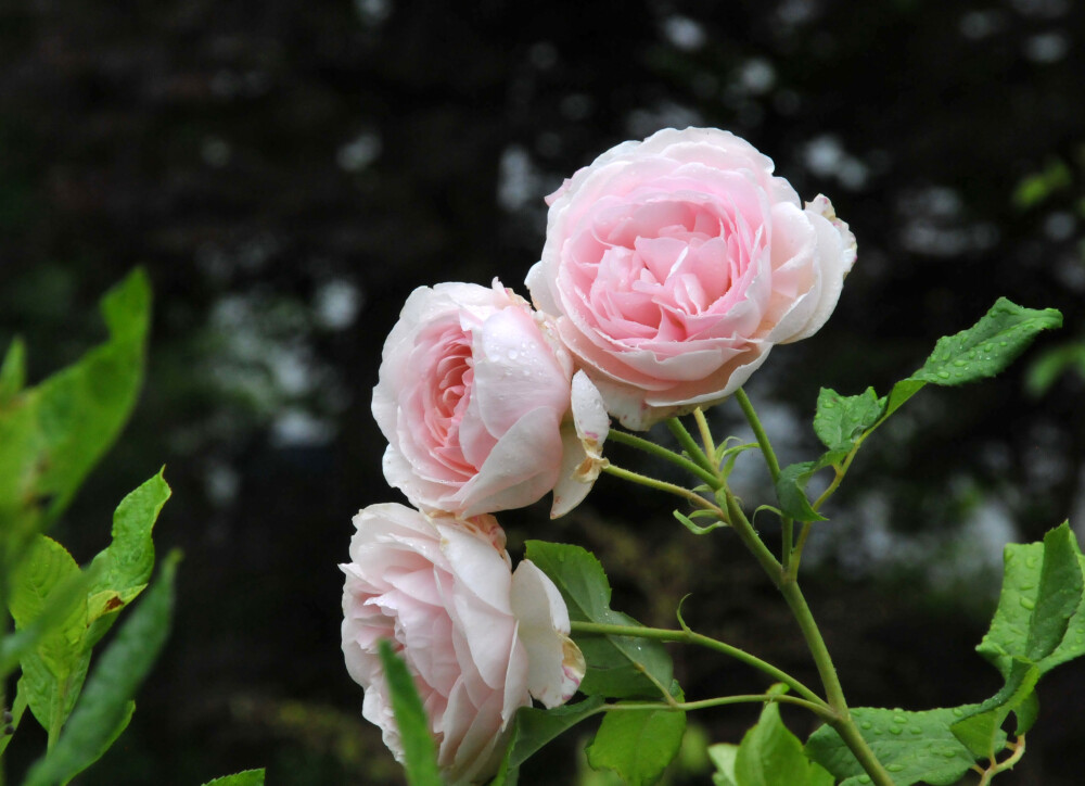 Heritage roses