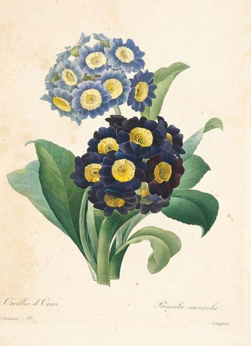 [皮埃尔-约瑟夫·雷杜德的植物图谱].Choix.des.Plus.Belles.Fleurs_页面_108、