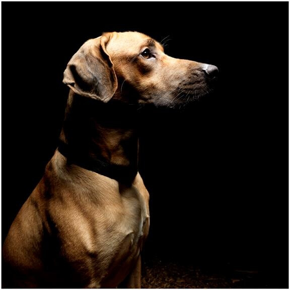 Rhodesian Ridgeback...by the Horse Photographer