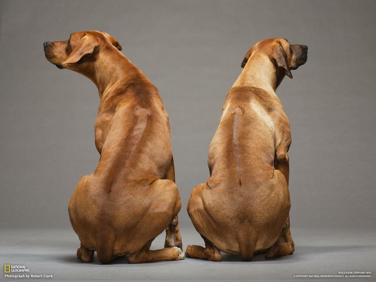 Awesome because the girl on the left is mine. Taken 2/2011 in NYC when we were at Westminster. National Geographic did an article on the DNA of Dogs. Bindi (L) and Esme(r) found themselves on the pages of National Geographic and pinned right here on Pinterest!