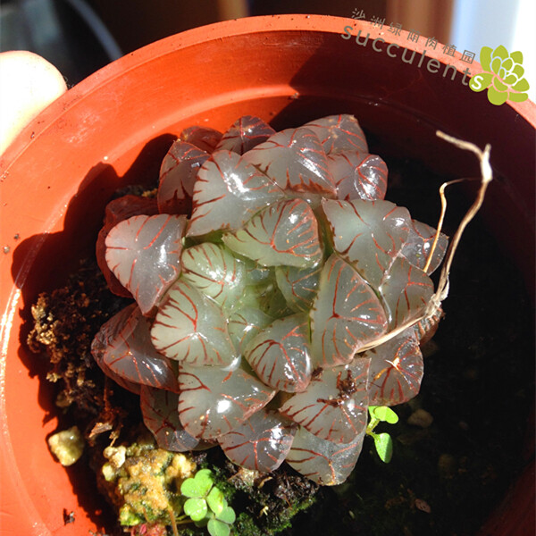 多肉植物 红丝玉露 姬玉露 经典品种 百合科十二卷属 沙洲绿荫