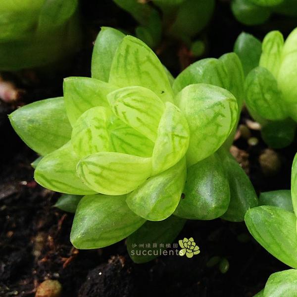 极美多肉植物 水晶宫殿 晶莹剔透 百合科十二卷属宝草类 沙洲绿荫