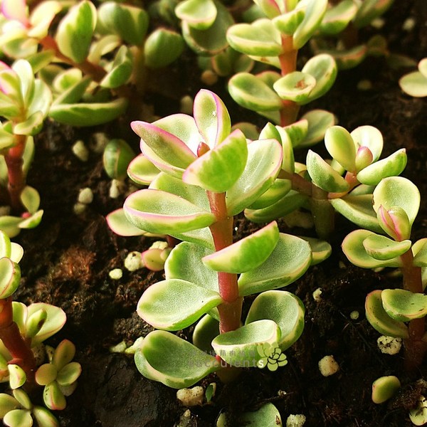 多肉植物 雅乐之舞 花叶银公孙树 马齿苋科马齿苋属 沙洲绿荫出品