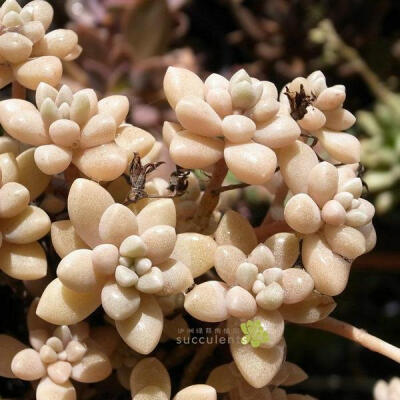 超迷你多肉植物 姬秋丽 景天科石莲花 沙洲绿荫出品