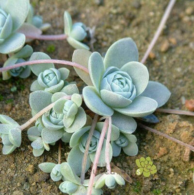 【多肉植物】子持莲华 景天科瓦松属 办公室园艺精品 沙洲绿荫